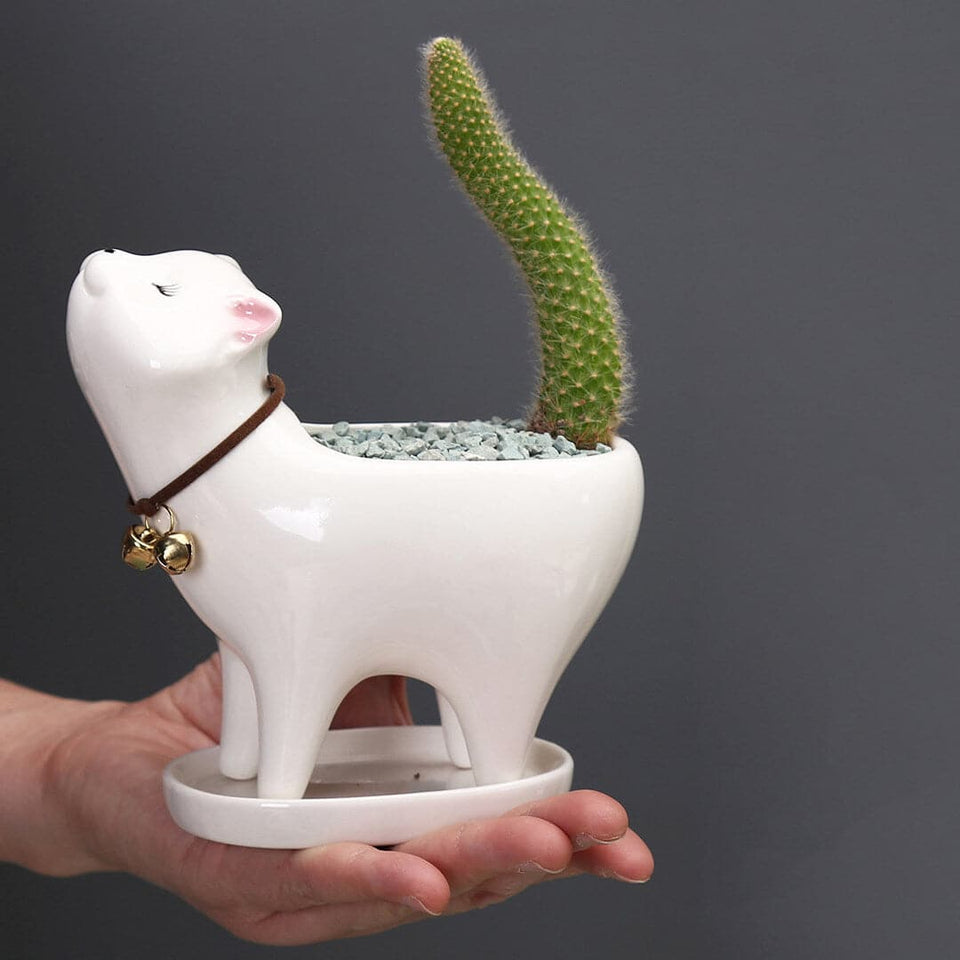 Cat Tail Cactus Ceramic Flowerpot dylinoshop