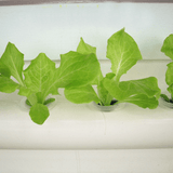 Hydroponics System Balcony Planting Machine 110-220V 36 Holes 4 Pipe Vegetable Planting Rack Soilless Cultivation Pipe dylinoshop